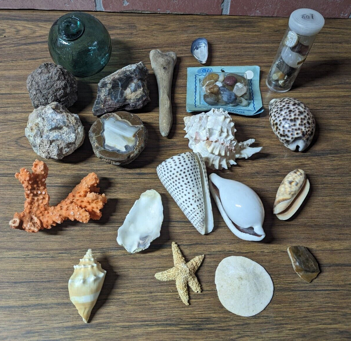 Oregon Coast Agates, Nodules & Sea Shells Mixed Size Lot, 5 Ibs