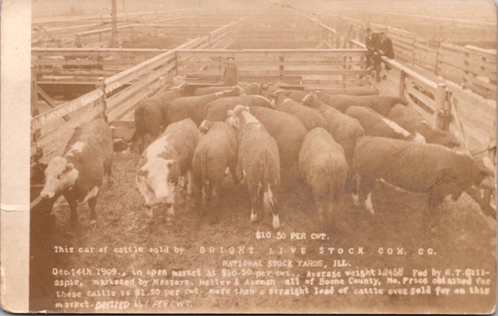 RPPC 1909 Cattle Sold by Bright Live Stock Yard Co National Stock Yards Illinois