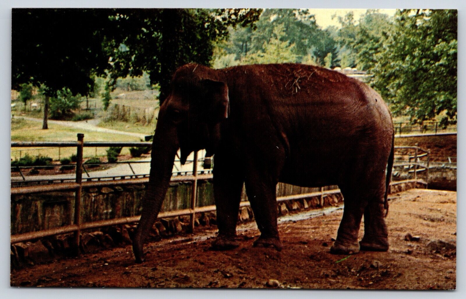 Female Asian Elephant National Zoo Zoological Park Washington DC Postcard