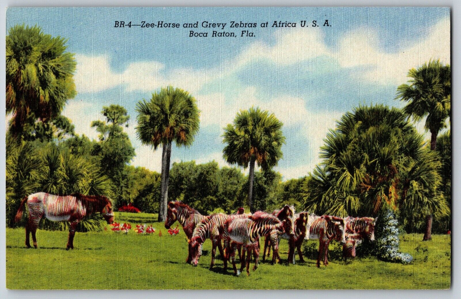 Florida FL, Boca Raton - Zee Horse And Grevy Zebras Of Africa - Vintage Postcard