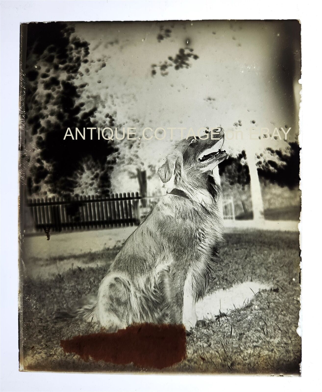 1895 antique DOG PHOTO GLASS NEGATIVE sitting up