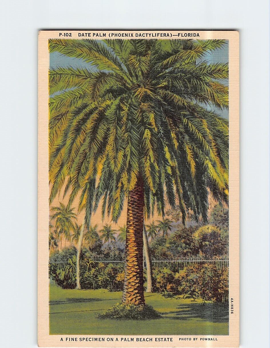 Postcard Date Palm on a Palm Beach Estate Florida USA