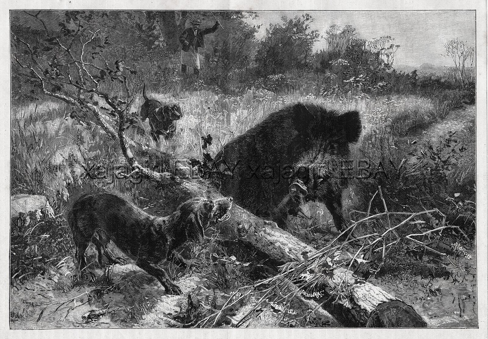 Dog Dachshund Two Dogs Hunting Wild Boar, Large 1880s Antique Print