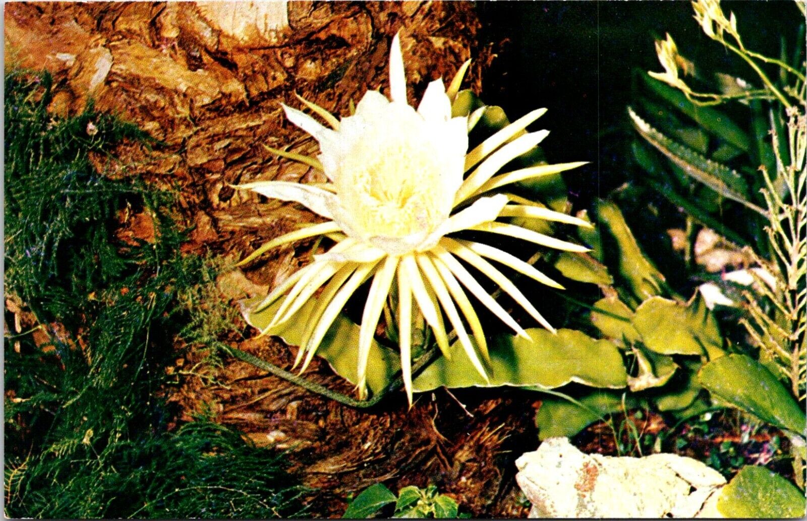 Postcard Night Blooming Cereus Flower B214