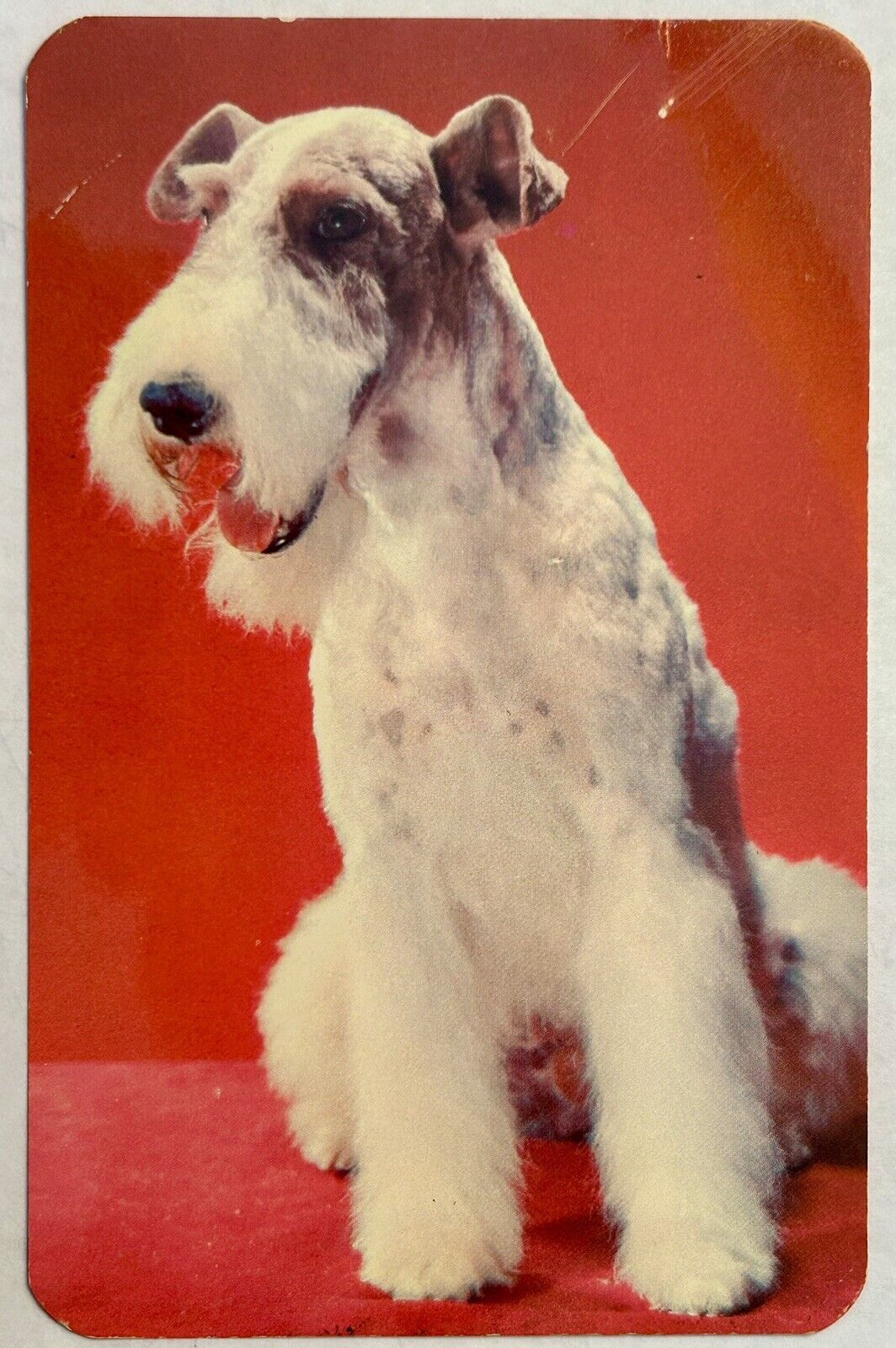 Wired Hair Terrier Vintage Dog Postcard