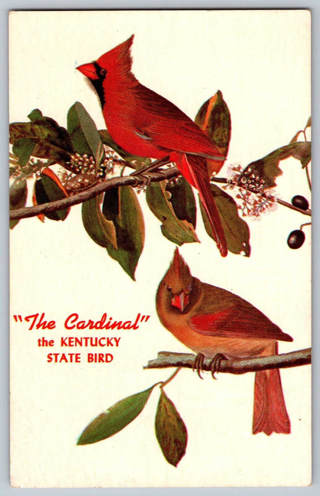 Kentucky KY - Greetings from KY - The Cardinal - State Bird - Vintage Postcard