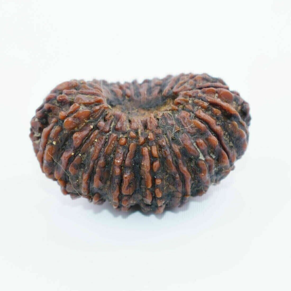 Certified A++: 20 Mukhi Rudraksha, Exquisite Hindu Sacred Bead - Exceptionally R