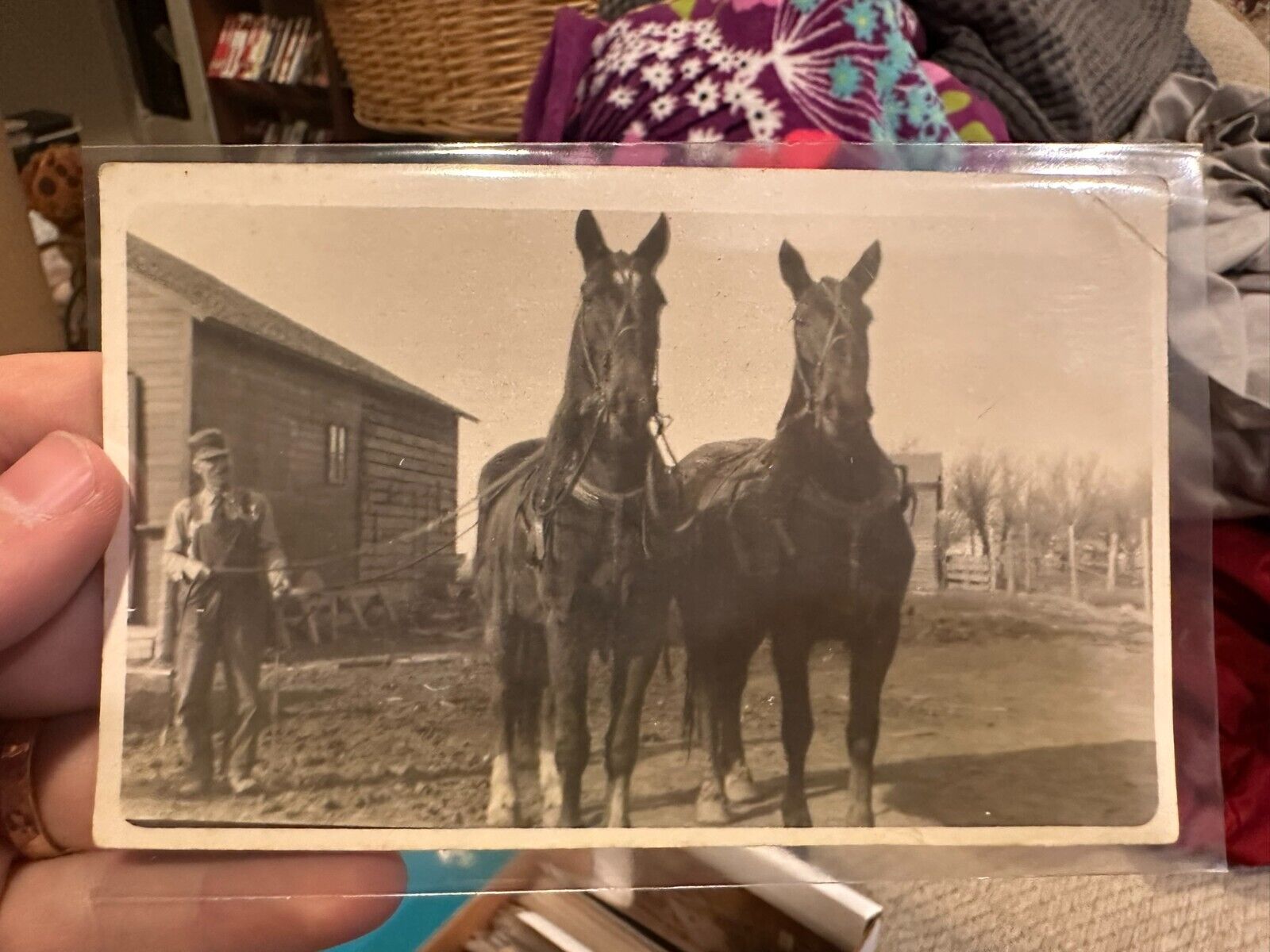early 1900\'s  Horse RPPC Photo Postcard