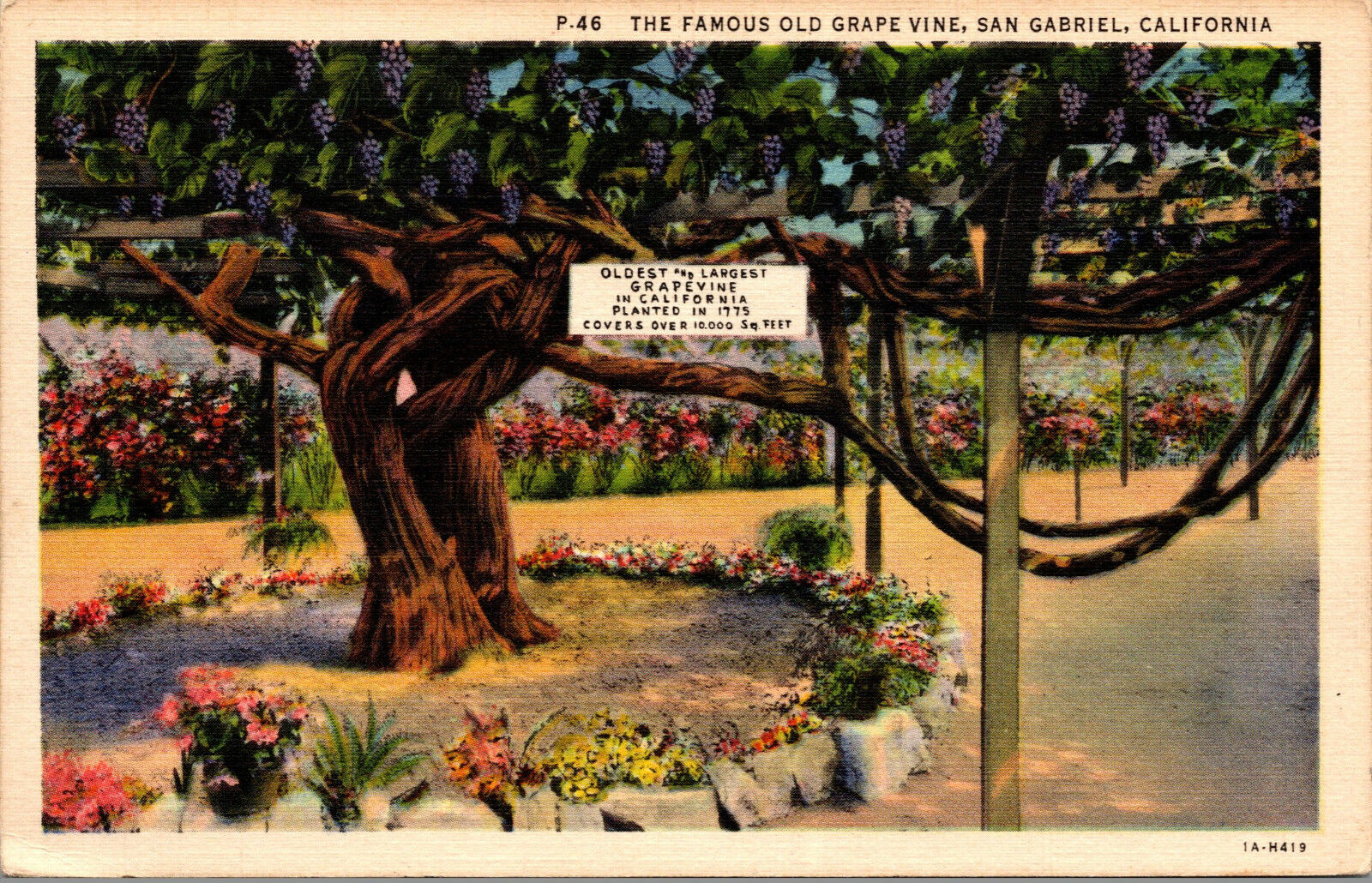 Vtg Famous Old Grape Vine San Gabriel California CA Linen Postcard