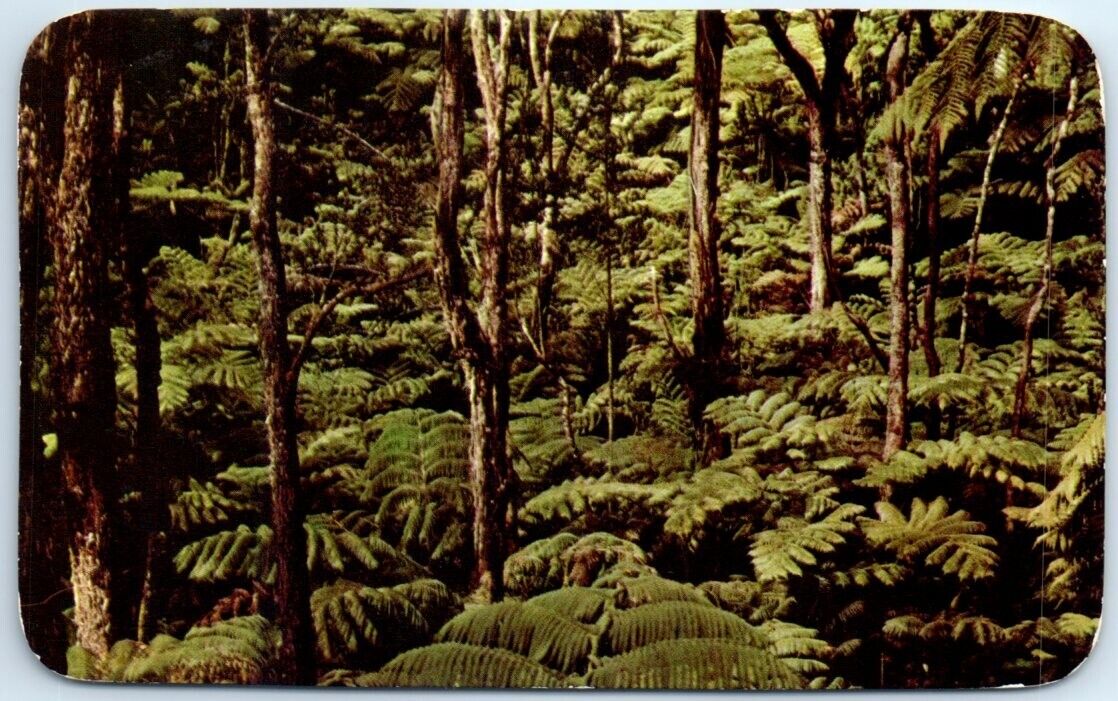 Postcard - Tree Fern Forest, Hawaii National Park, USA
