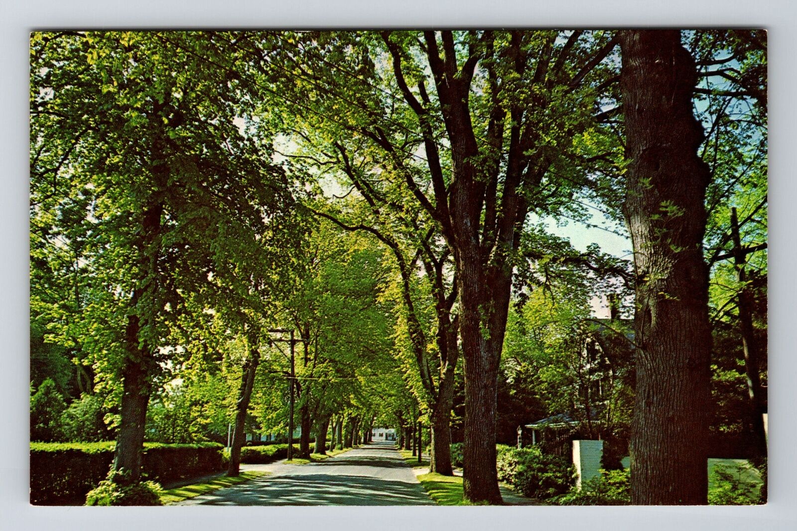 Cape Cod MA-Massachusetts Beautiful Elm Lined Village Street Vintage Postcard