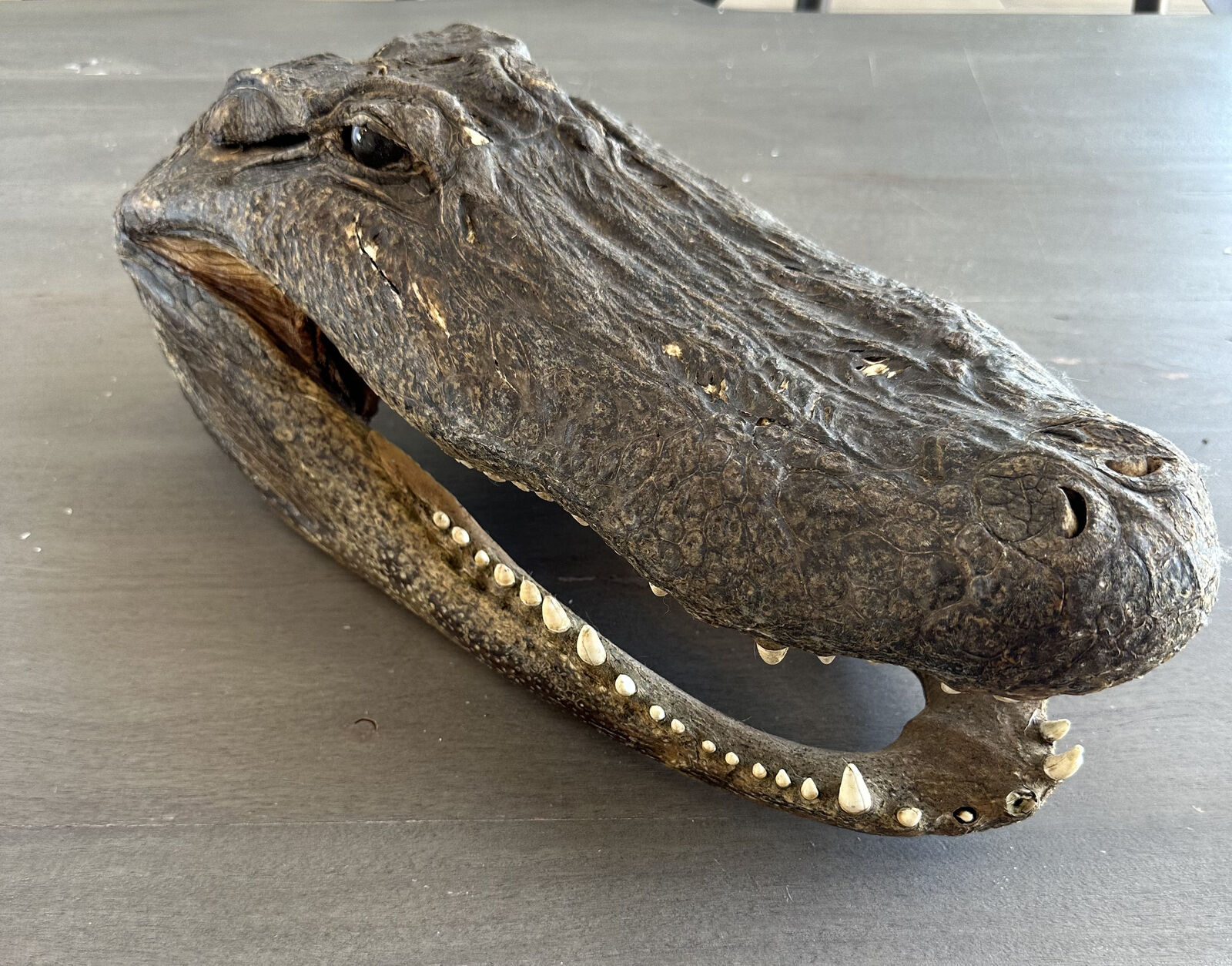Genuine Taxidermy Alligator Head Approx 18 to 19 inches long