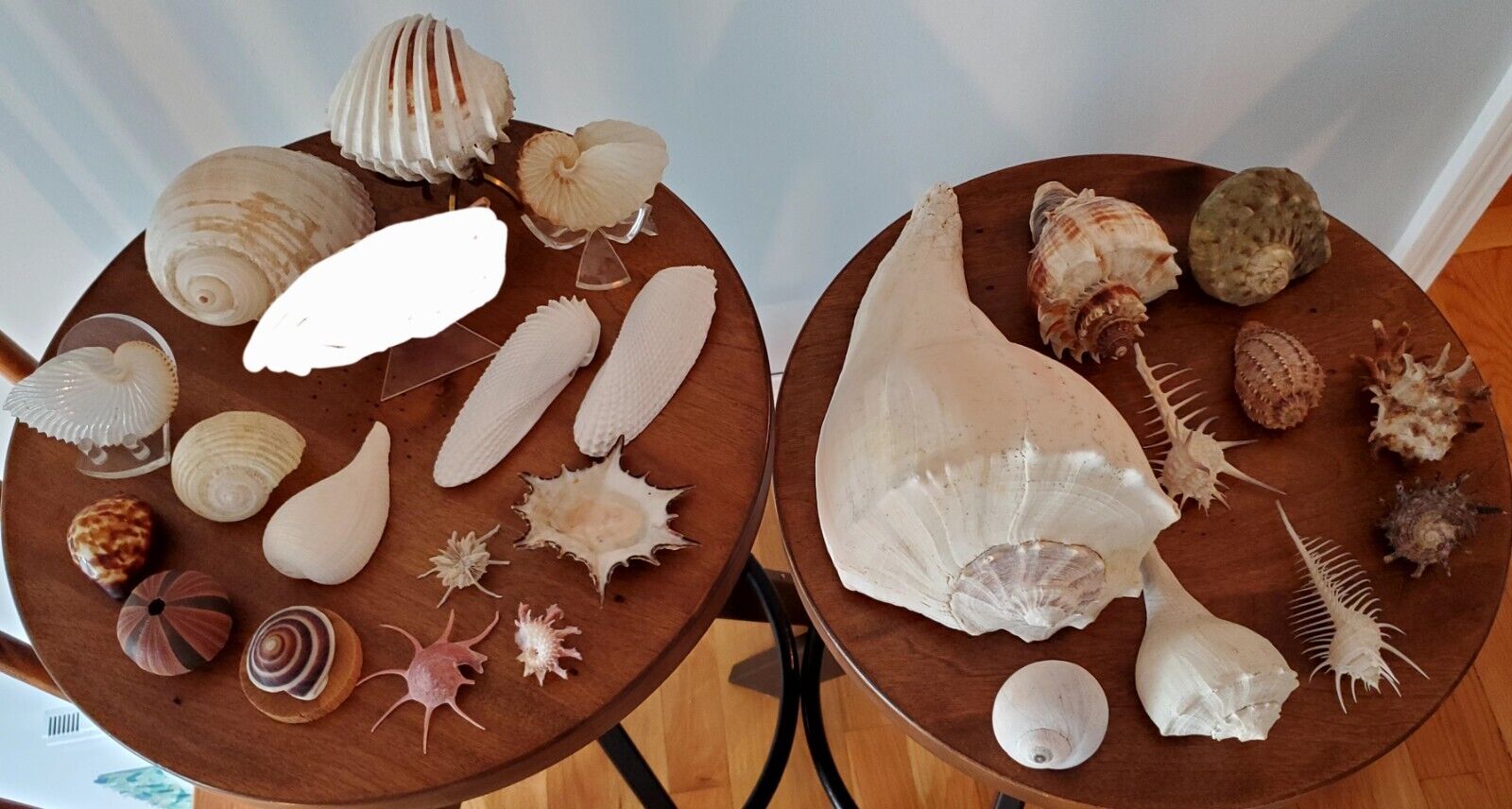 Seashells Lot of (31) Rare & Unique Seashells 
