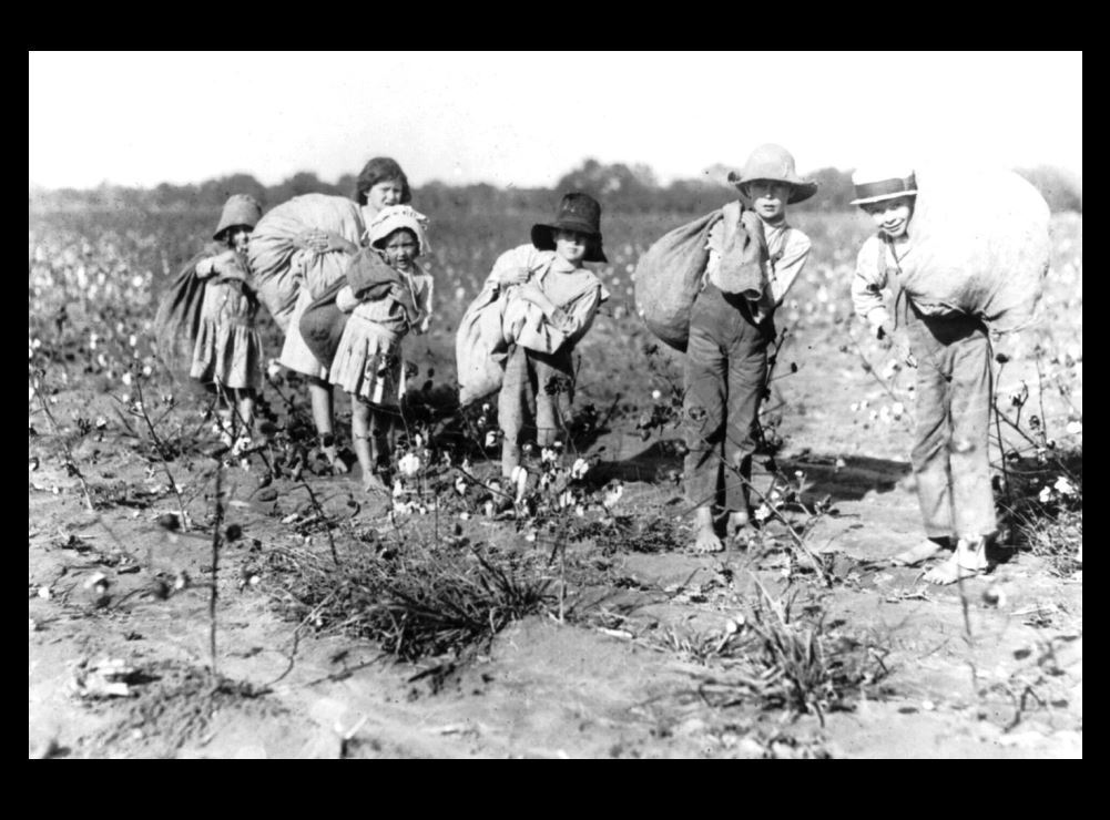 1913 Barefoot Boys Girls Children Picking Cotton PHOTO Texas Farm,Child Labor