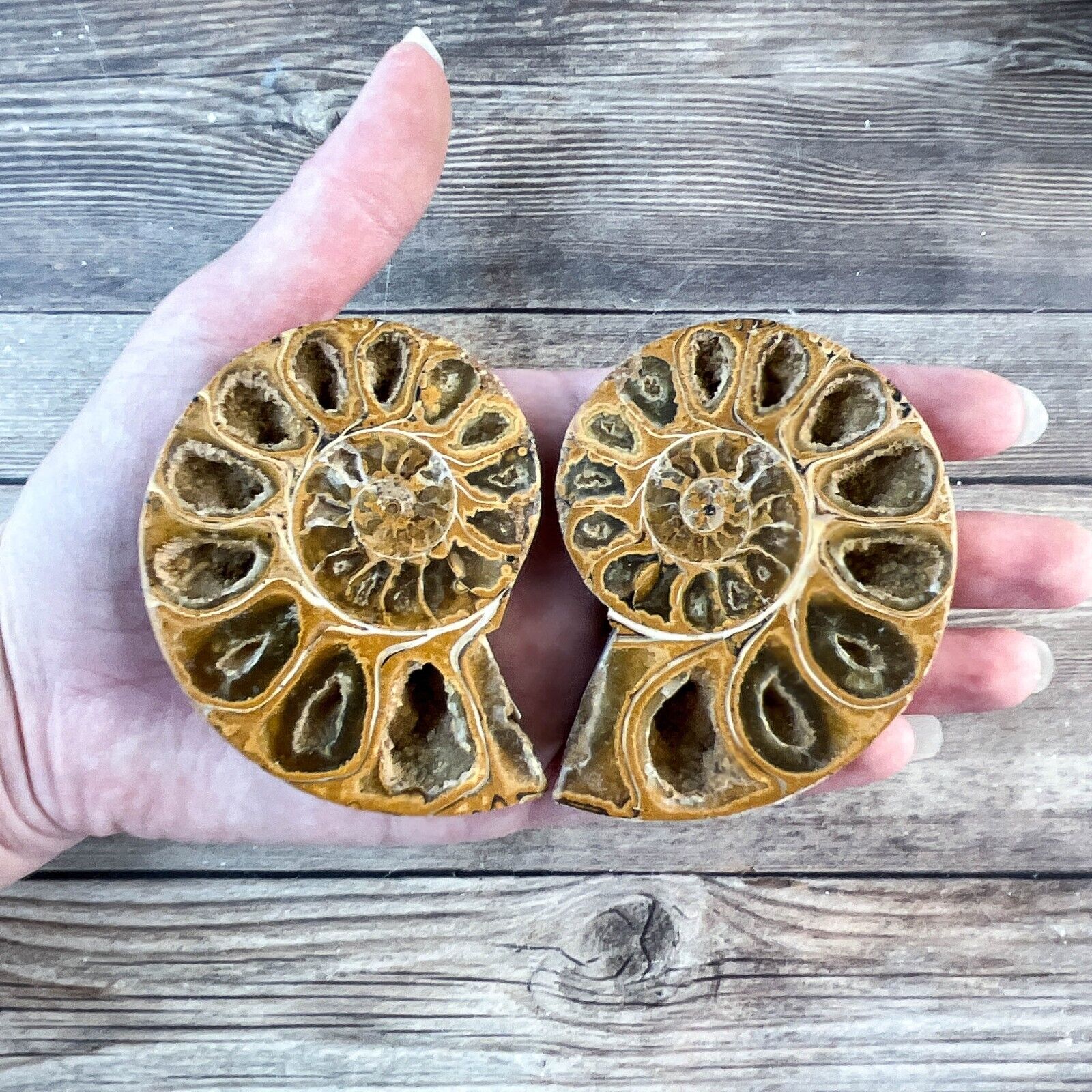 Ammonite Fossil Pair with Calcite Chambers 146g, Polished