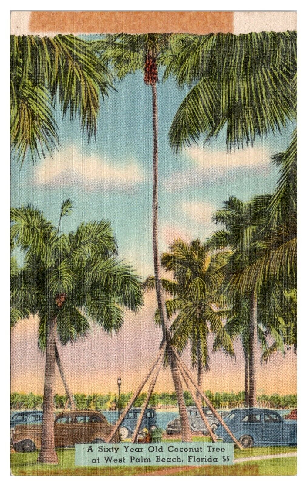 West Palm Beach Florida FL Postcard 60 Year Old Coconut Tree Old Cars Linen Unp.
