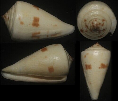 Tonyshells Seashells Conus lenavati 58.2mm F+++, superb pattern and color