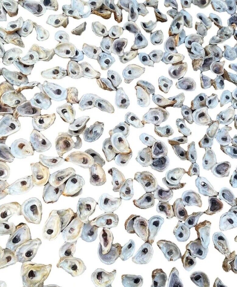 1000 Carolina Oyster Shells, Cleaned 2”-4+”, Great for crafts