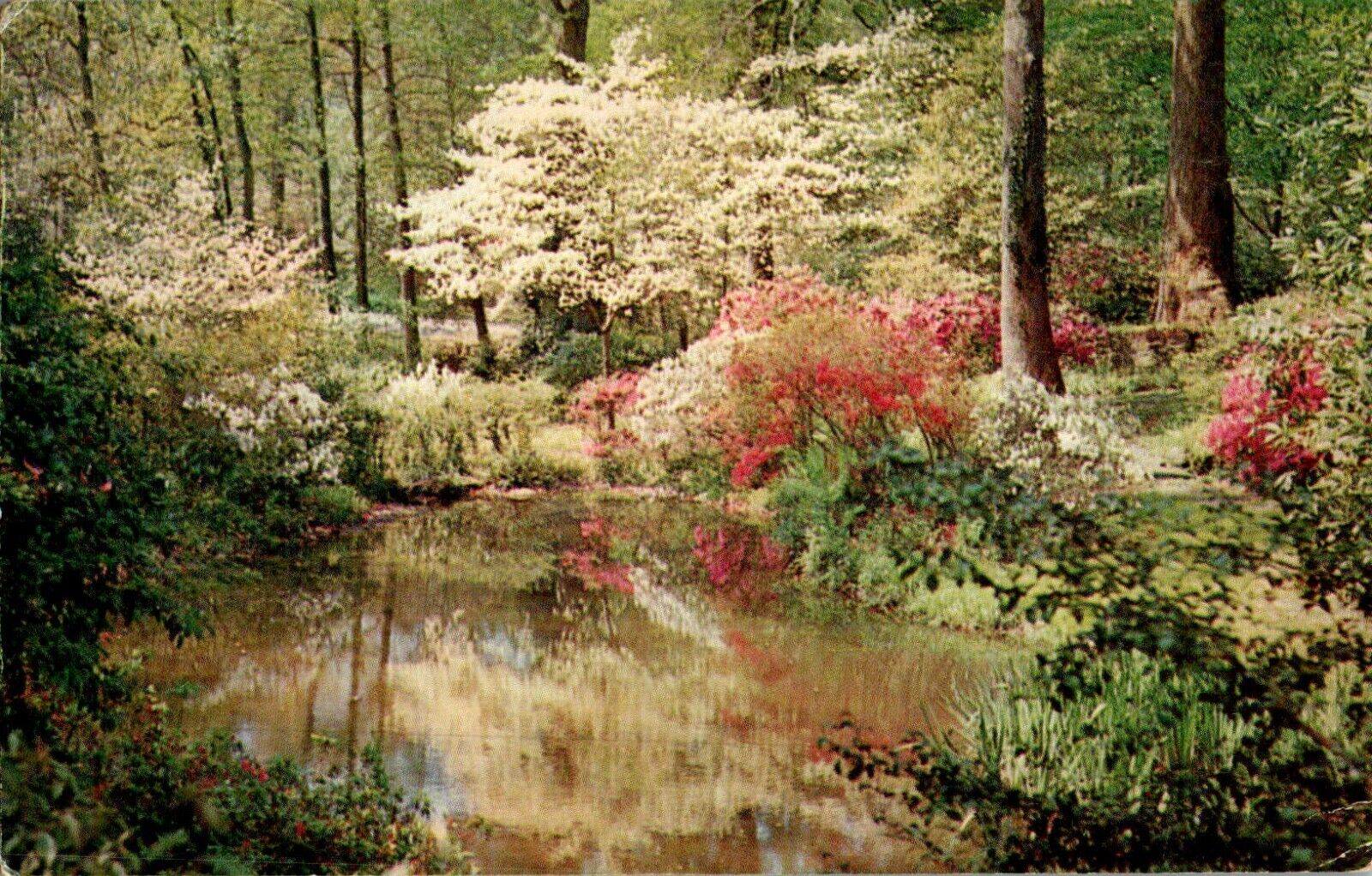 Azaleas, Gardens, Columbus, Georgia GA chrome Postcard