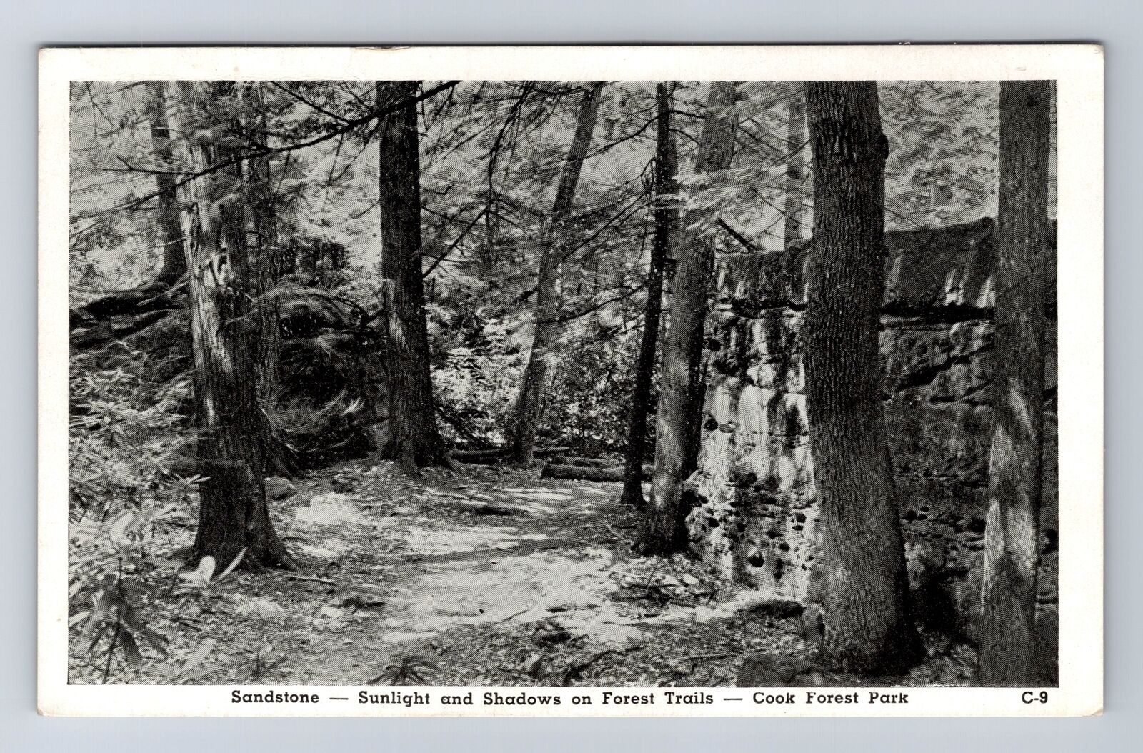 Reynoldsville PA-Pennsylvania, Cook Forest Park, Forest Trails Vintage Postcard