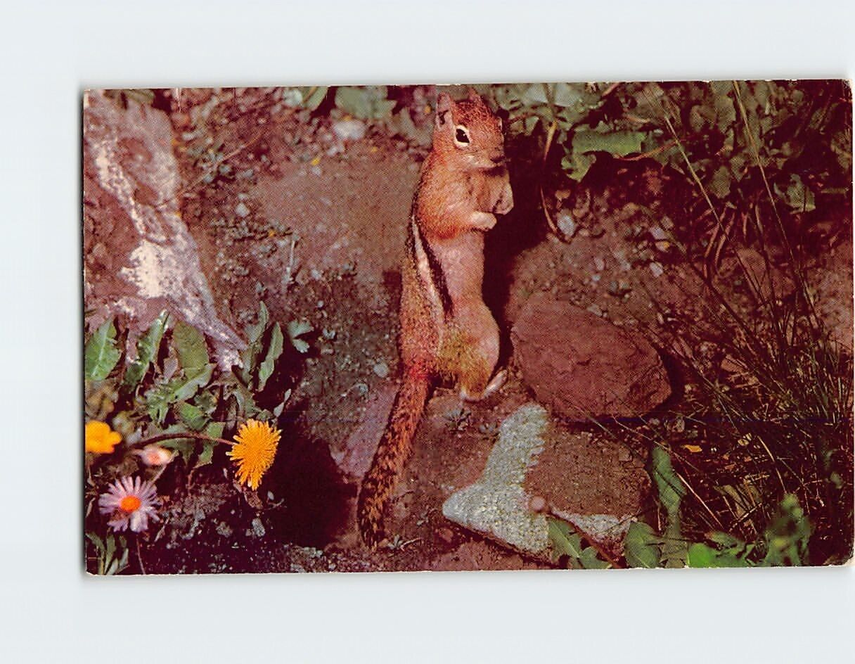 Postcard Golden Squirrel