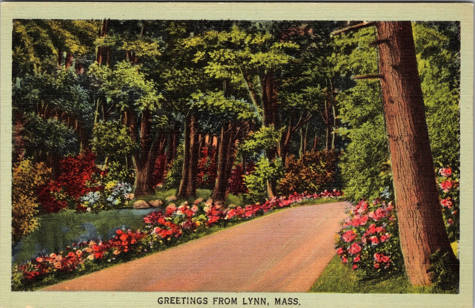 Lynn MA-Massachusetts, Scenic Greetings, Forest, Vintage Postcard