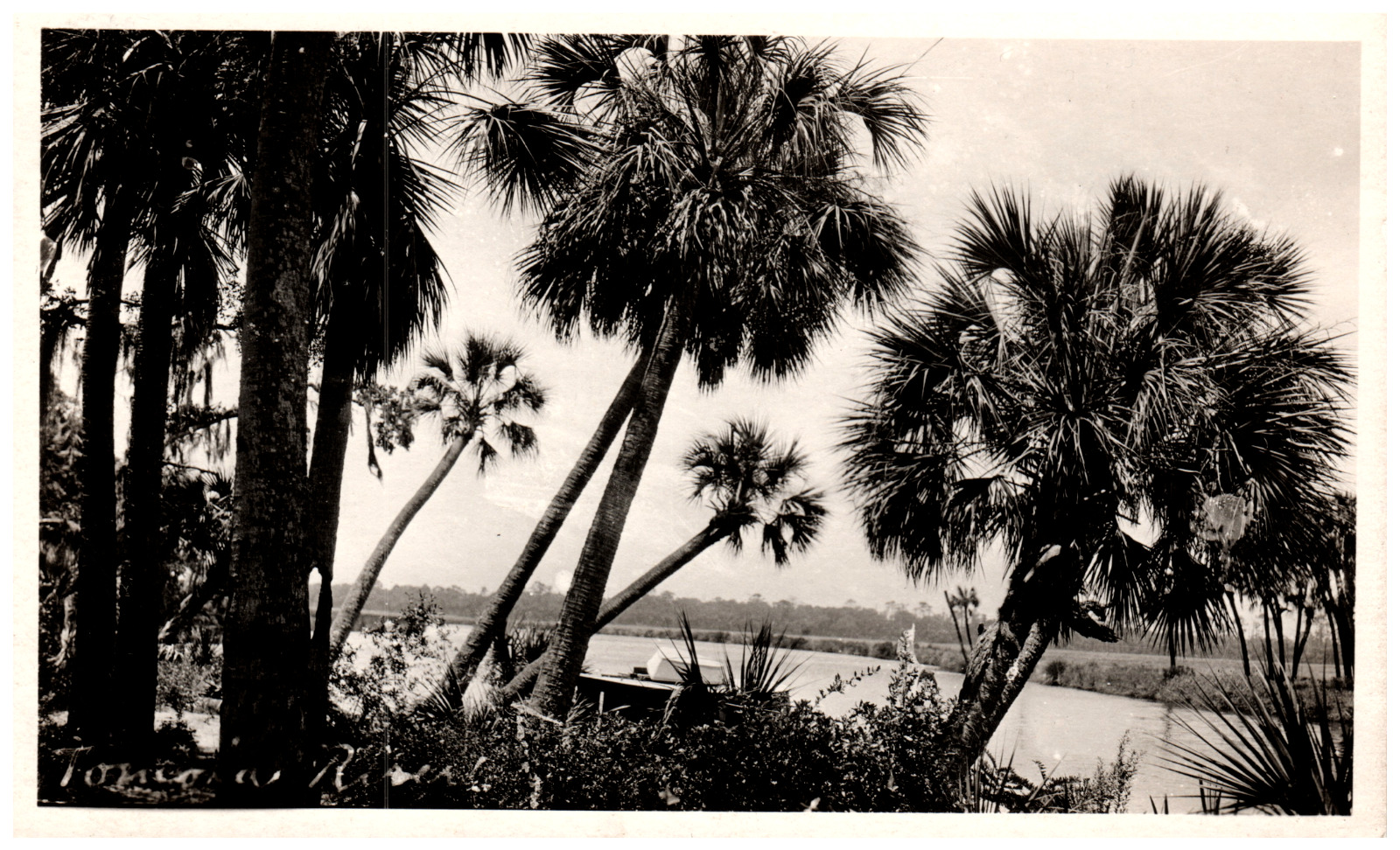 Postcard Vintage RPPC of a River from the Shoreline