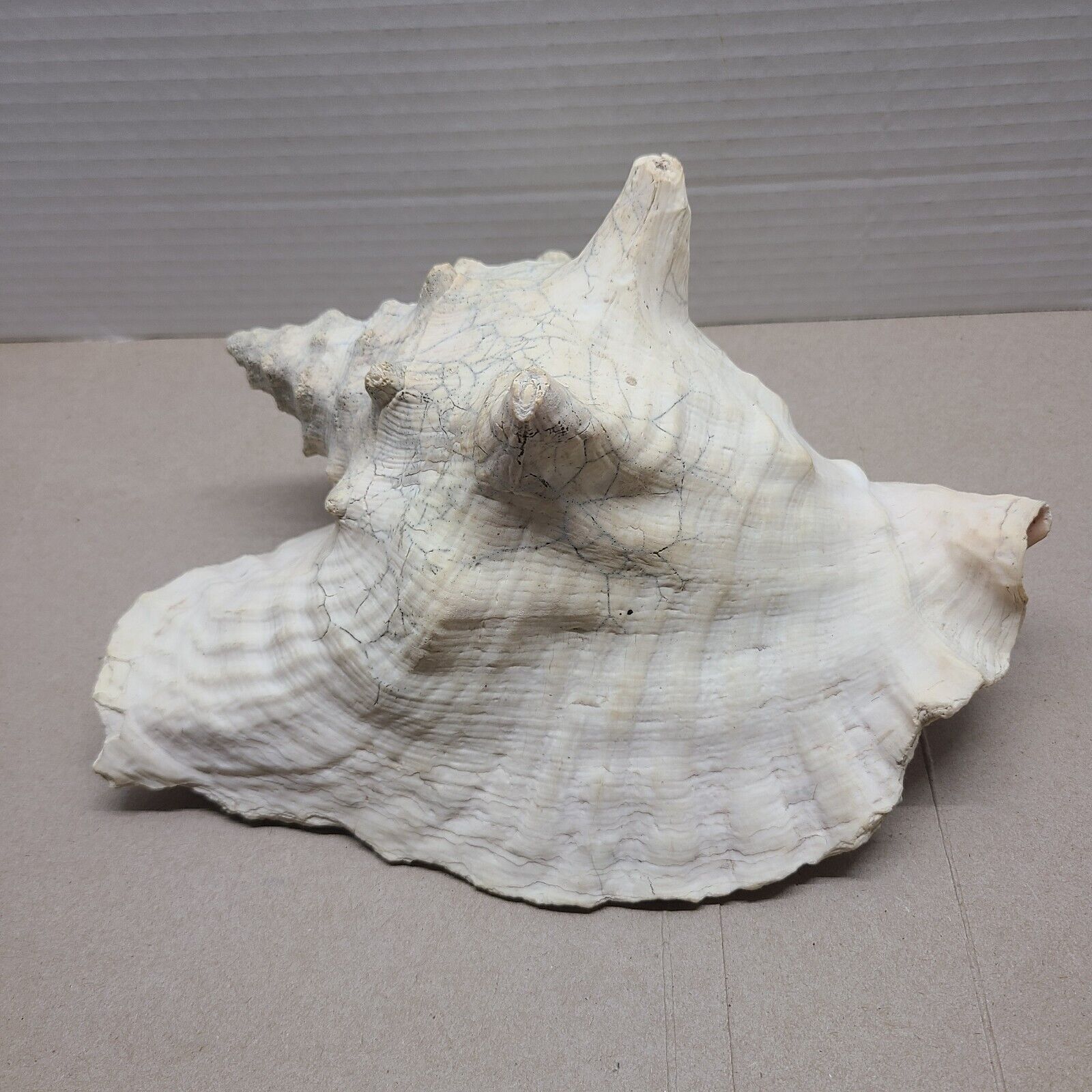 Large Unique Natural Conch Seashell 9” long x 7.5\