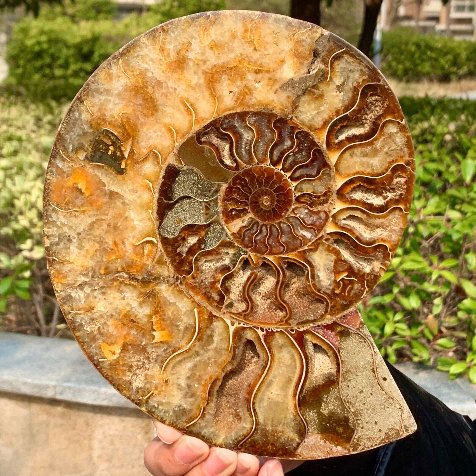 1.99LB Rare Natural Tentacle Ammonite FossilSpecimen Shell Healing Madagascar
