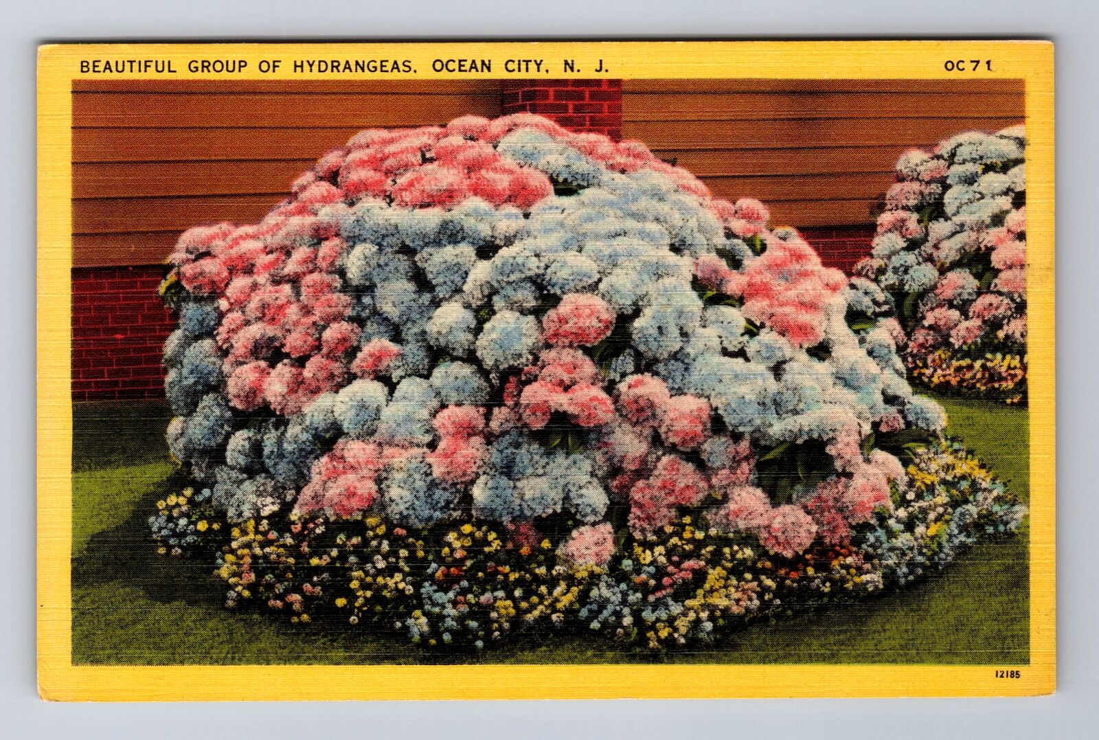 Ocean City NJ-New Jersey, Beautiful Group Of Hydrangeas, Vintage Postcard