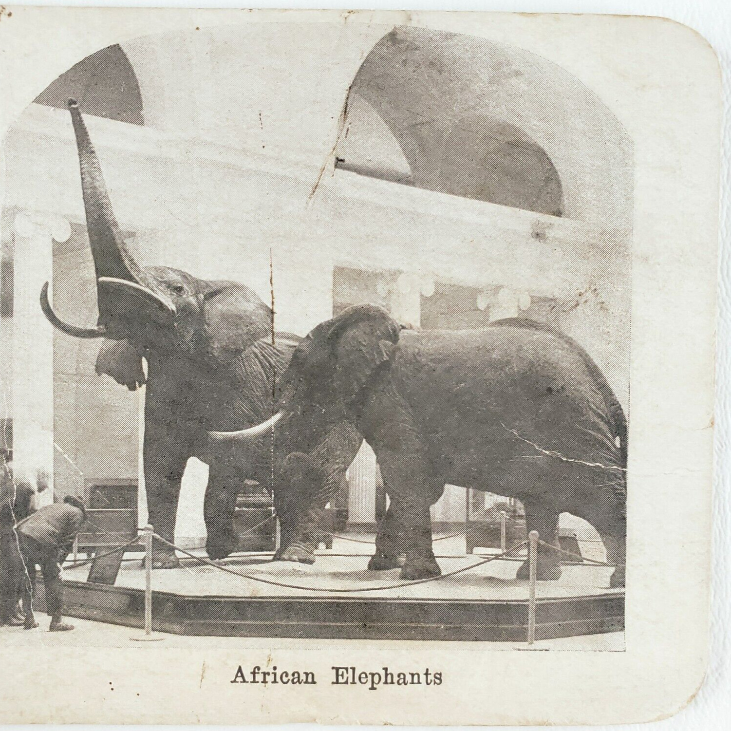 African Elephants Taxidermy Exhibit Stereoview c1915 Chicago Field Museum C1256