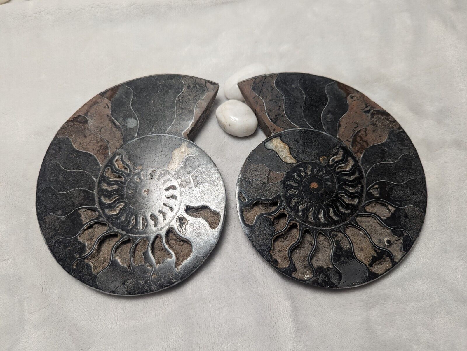 Ancient Ammonite Fossil Pair Black & Brown In Color 7\