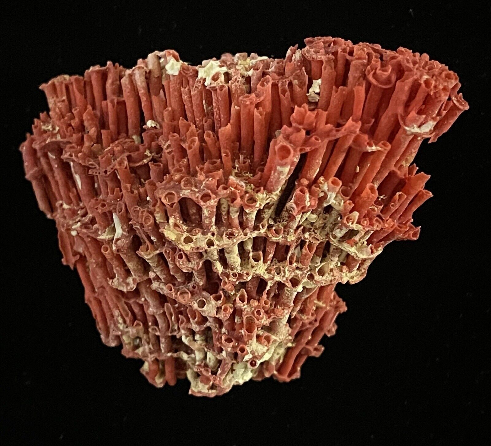 Natural Red Coral Ocean Beach Decor Specimen Fossil