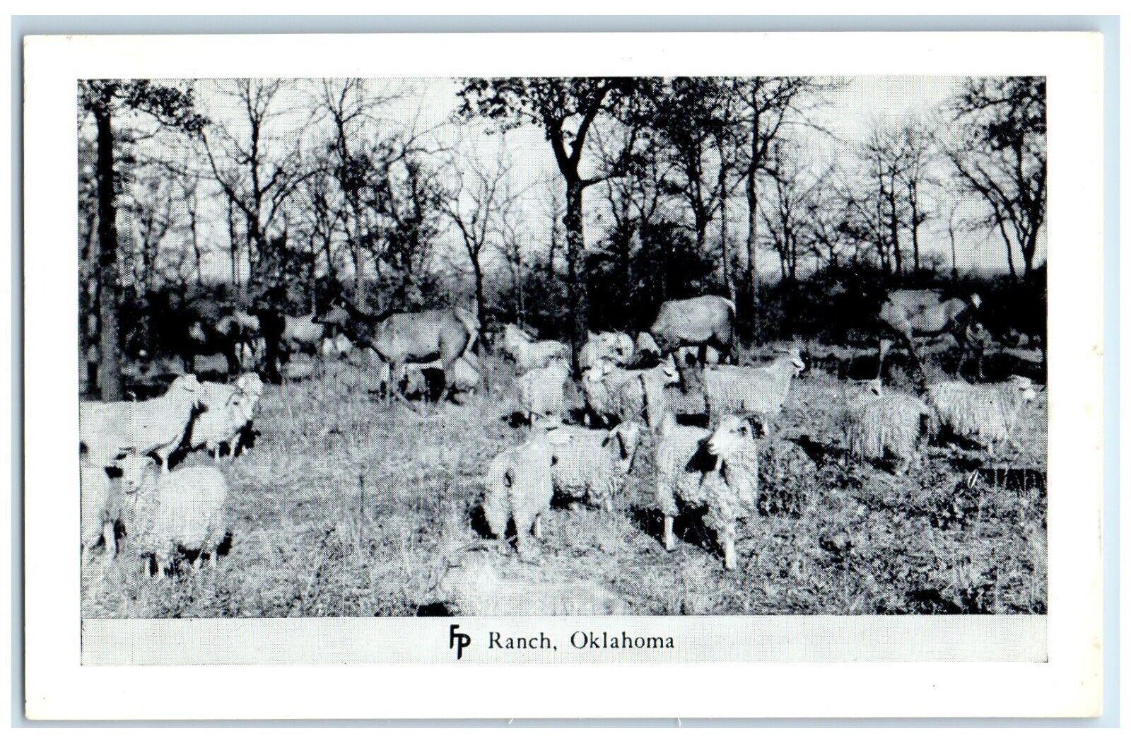 c1950\'s Sheep Animals Frank Philips Ranch Woolaroc Oklahoma OK Vintage Postcard