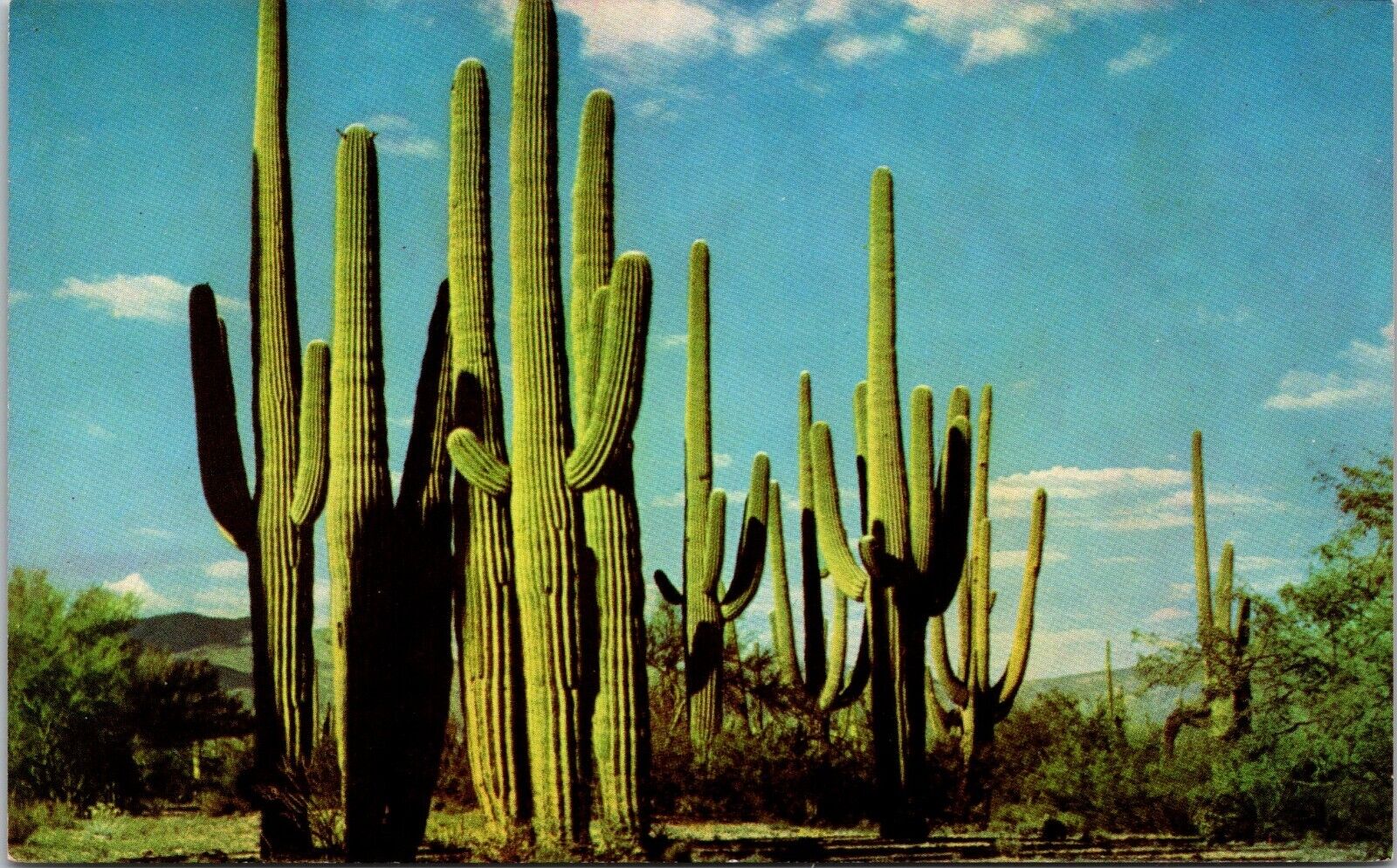 Postcard Family Group Of Saguaros Symbolic of the Desert Arizona [bv]
