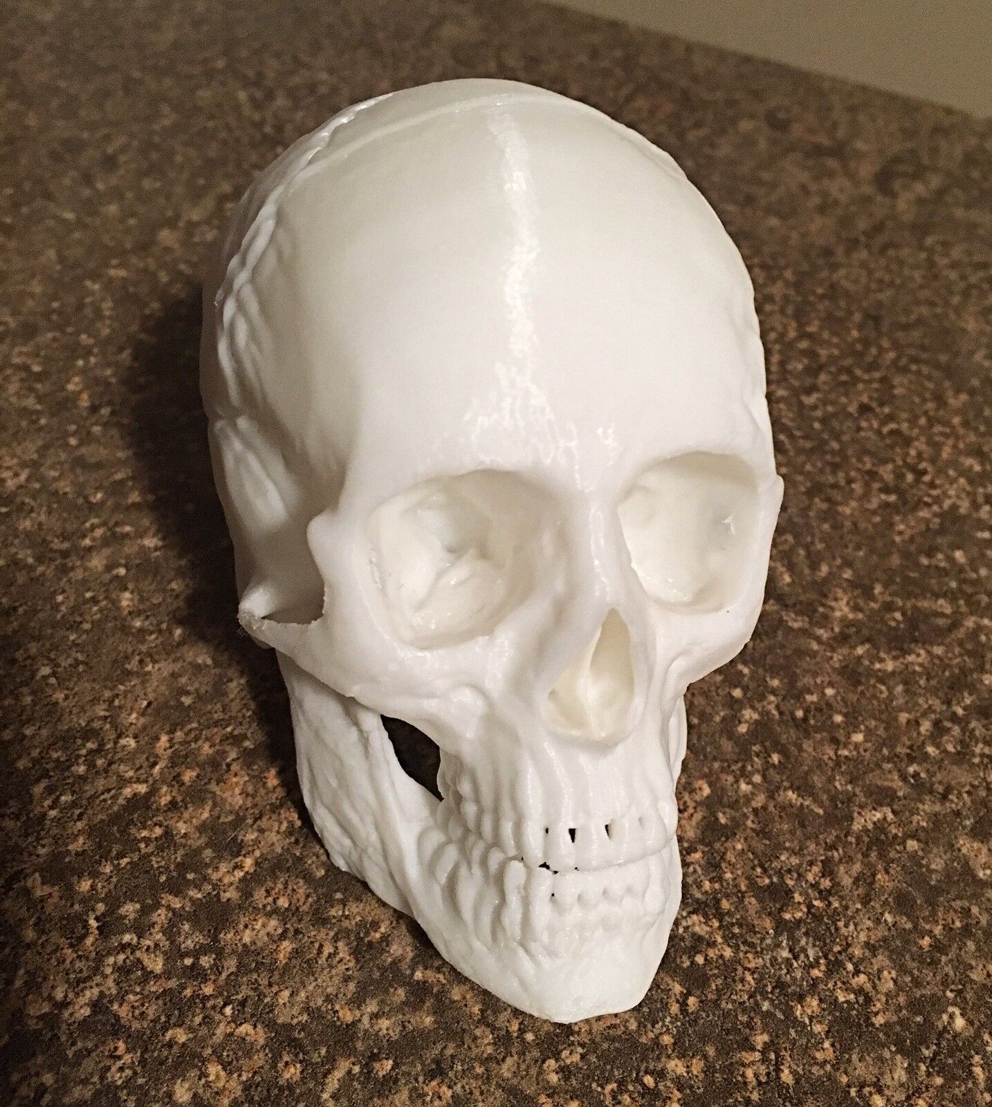 3D Human Skull Replica Model