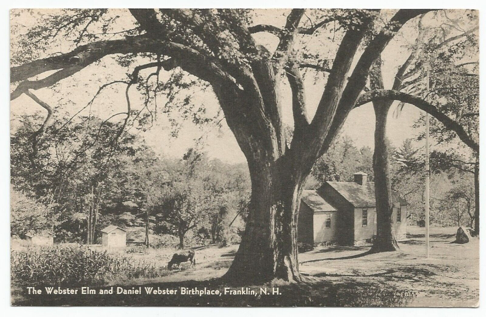 The Webster Elm and Daniel Webster Birthplace Franklin, New Hampshire Postcard