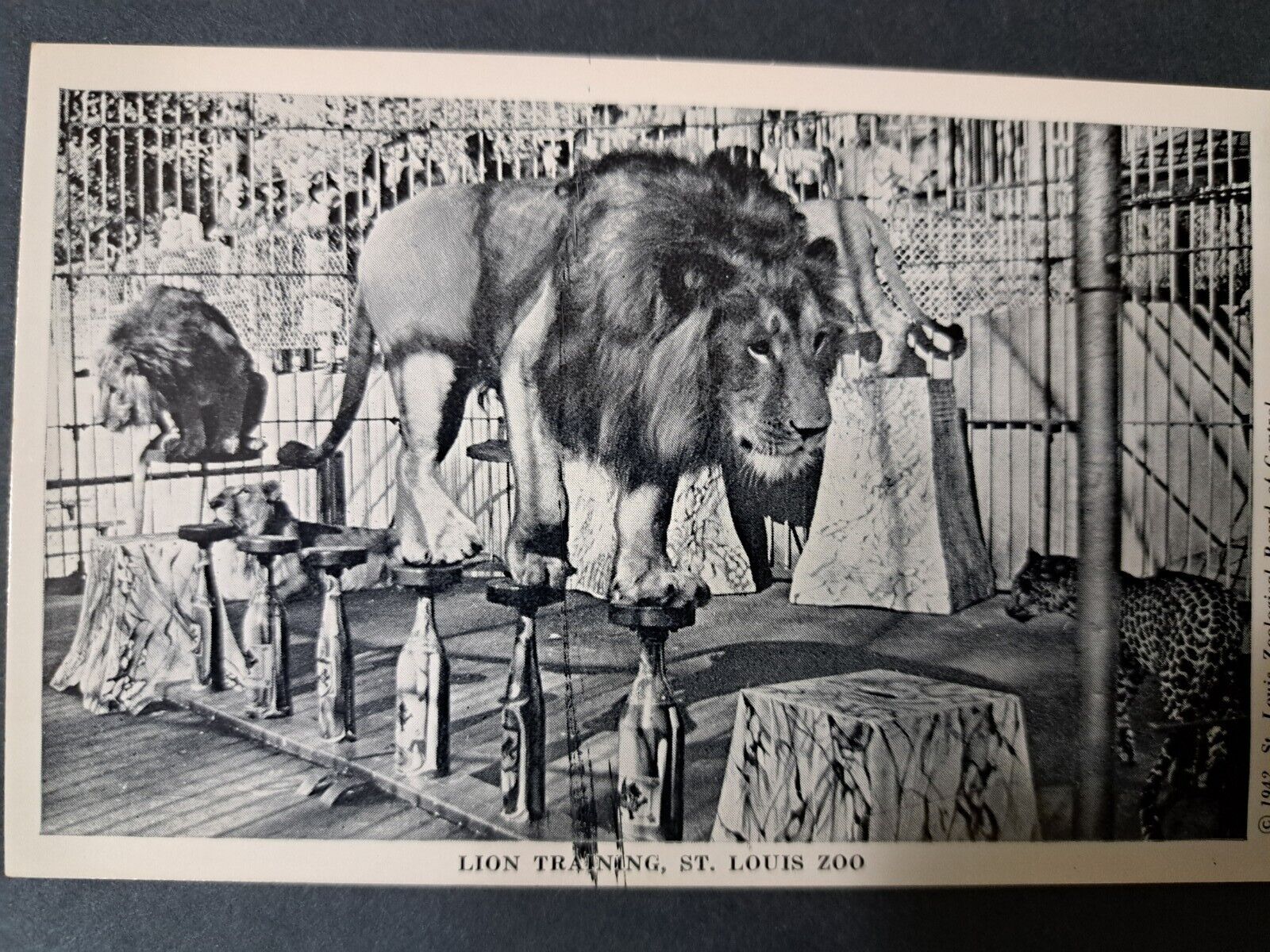 Postcard Lion Training St. Louis Zoo Missouri MO Lion Show