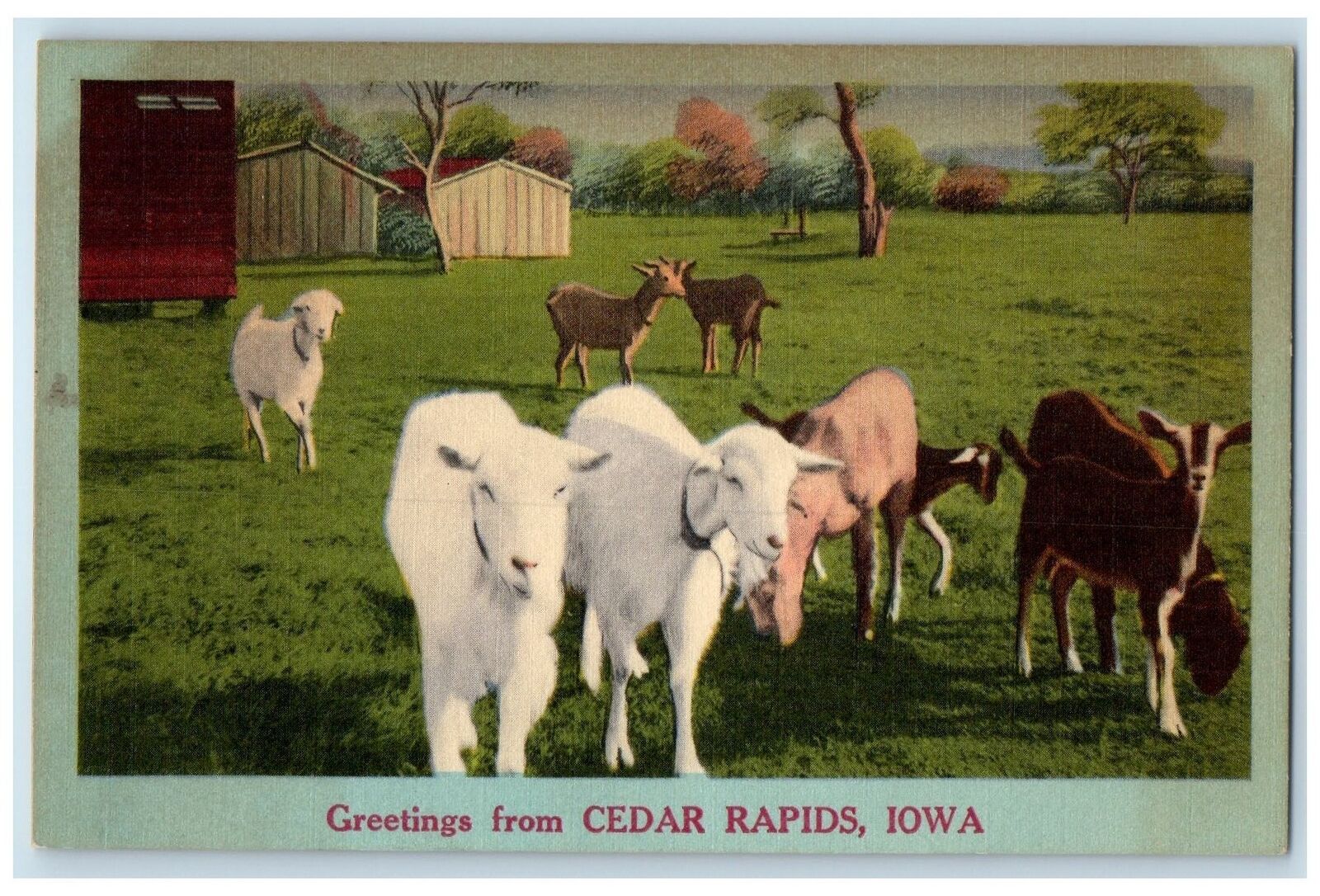 c1940's Greetings From Cedar Rapids Iowa IA Unposted Goats And Barns Postcard