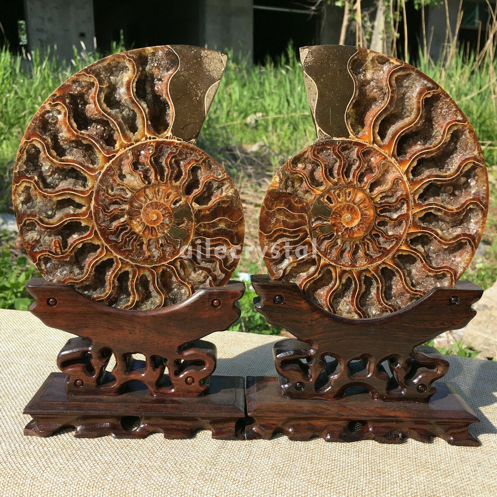 Natural A pair of ammonite fossil conch crystal specimen+stand collection