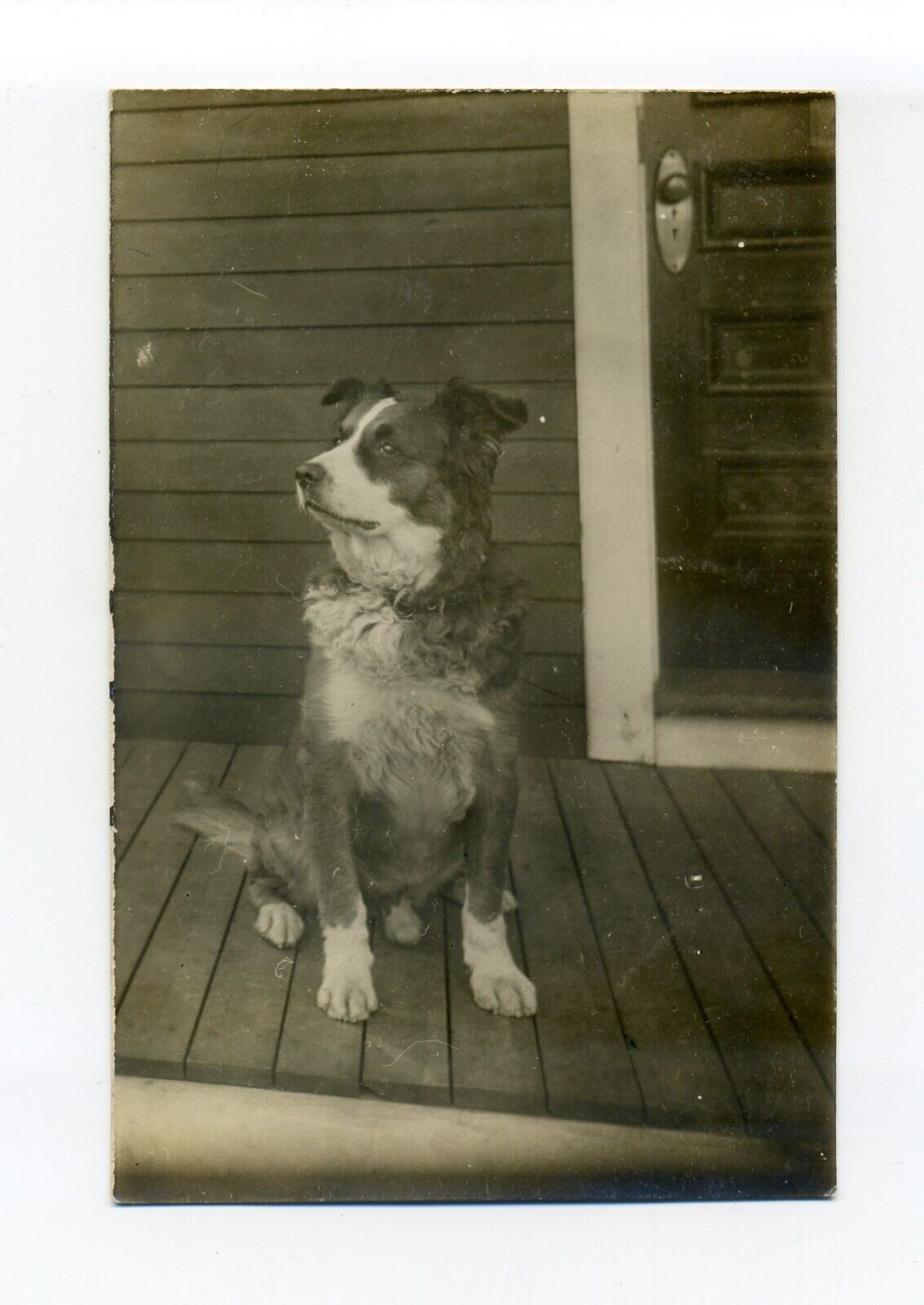 Large dog with white paws, not looking thrilled, 1910 RPPC photo postcard