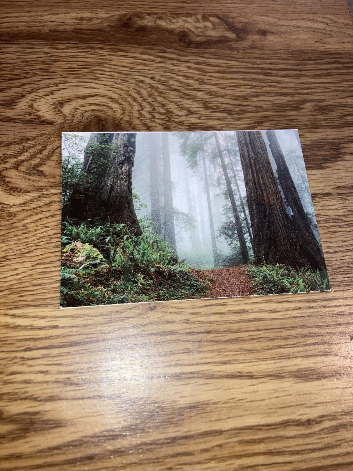 Vintage Postcard: Giant Redwood forest, California