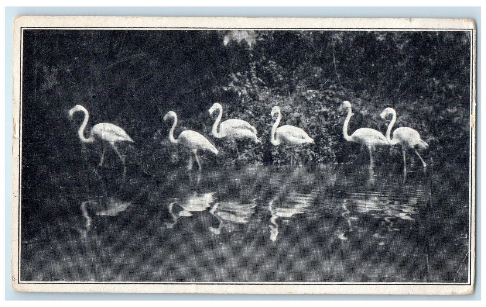 1927 US National Zoological Park European Flamingoes View Washington DC Postcard