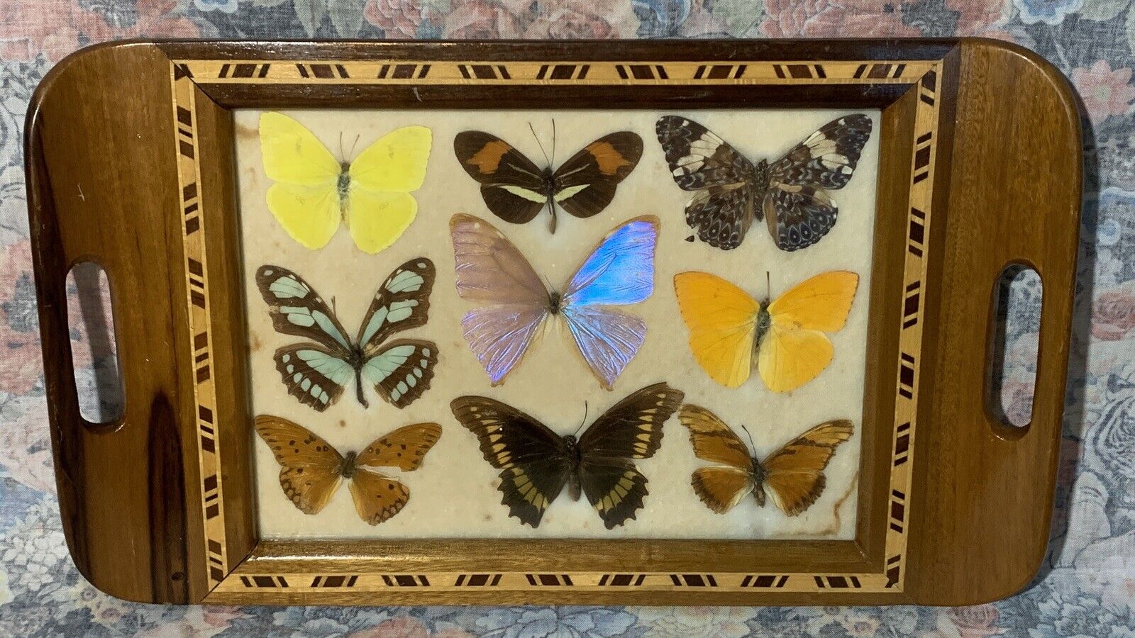 Vintage 1950’s Art Deco Pressed Butterfly Brazil Inlaid Souvenir Tray 13” Decor