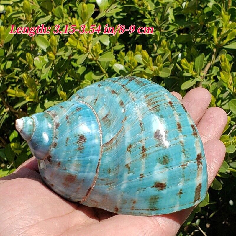 Large Green Sea Snail Natural Shell Conch Aquarium Landscape Seashell 8-14CM