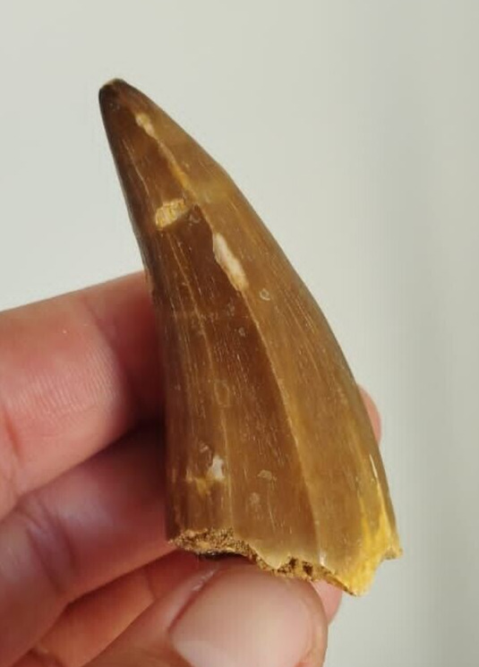 Mosasaur Fossil tooth - great quality Tylosaur tooth