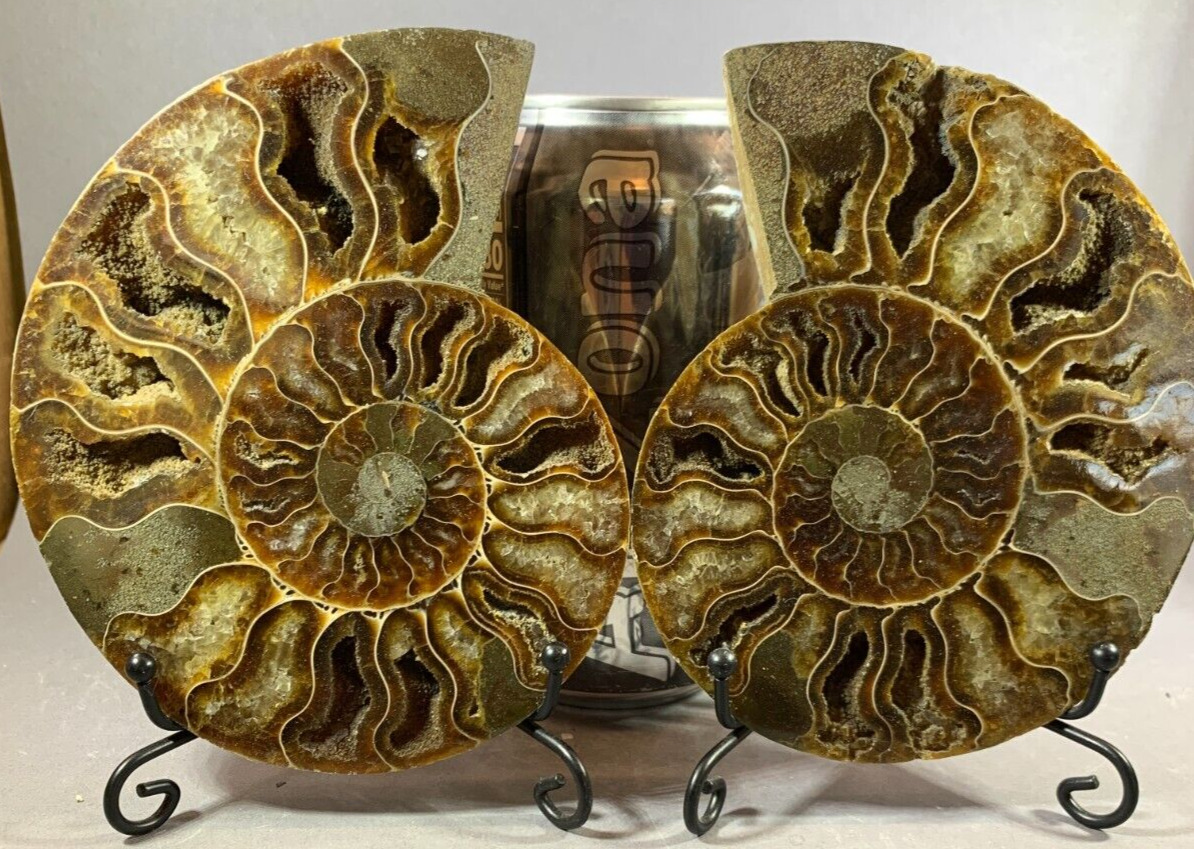 AMMONITE MATCHED PAIR BROWN FOSSILS - PROFESSIONALLY SLICED MOTHER OF PEARL BACK