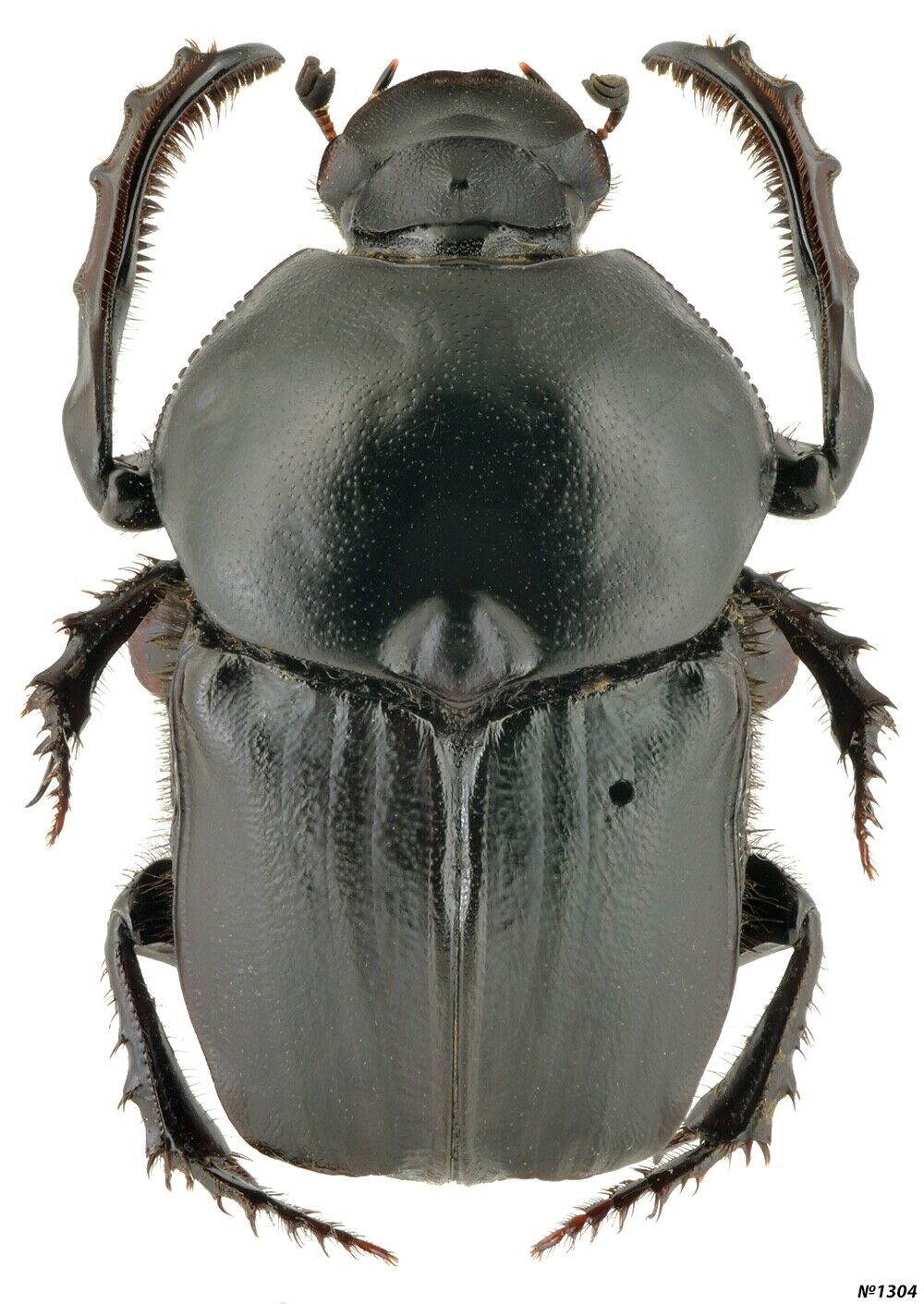 Coleoptera Scarabaeidae Onitis belial Morocco male 25mm