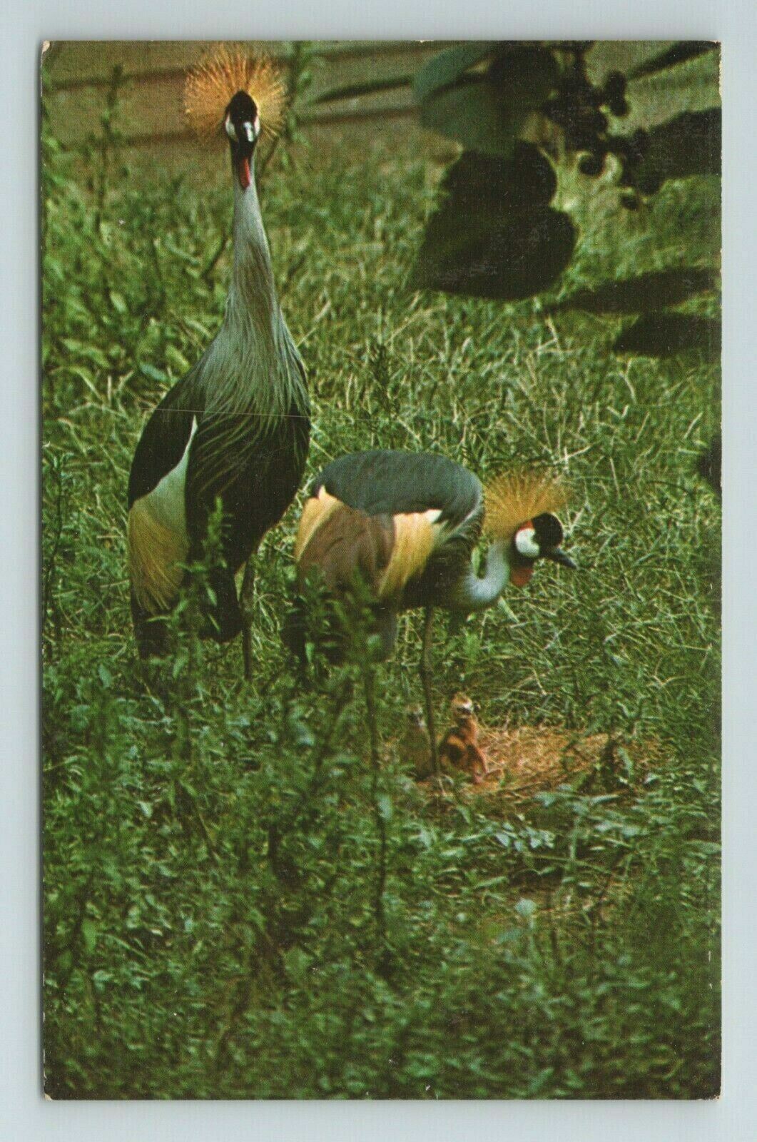 National Zoological Park Crowned Crane Birds Zoo Washington D.C. Postcard