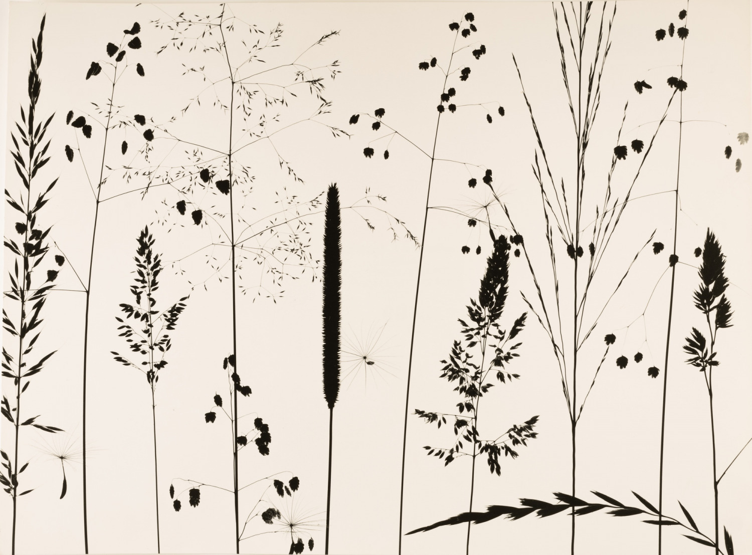 Pierre Tairraz Grass study, 1950 Vintage Print, Vintage Silver Print 